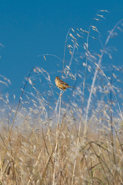 reed bunting2